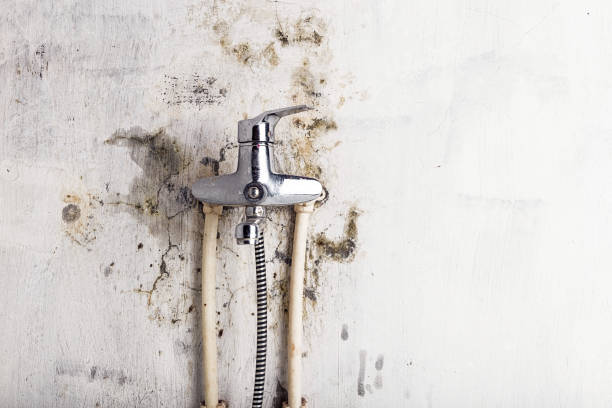 Best Mold Damage Repair  in Hudson Bend, TX