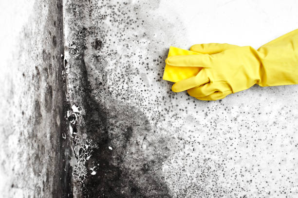 Best Attic Mold Removal  in Hudson Bend, TX