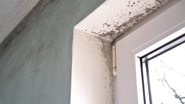 Best Affordable Mold Removal  in Hudson Bend, TX