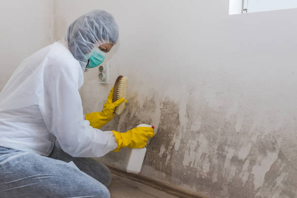 Best Best Mold Removal Companies  in Hudson Bend, TX