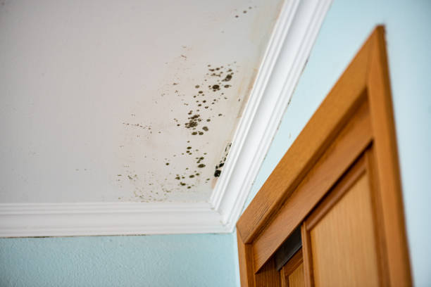 Best Home Mold Removal  in Hudson Bend, TX
