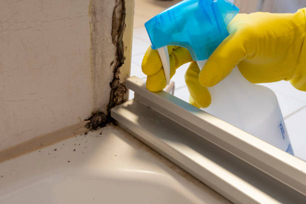 Best Mold Removal Company Near Me  in Hudson Bend, TX