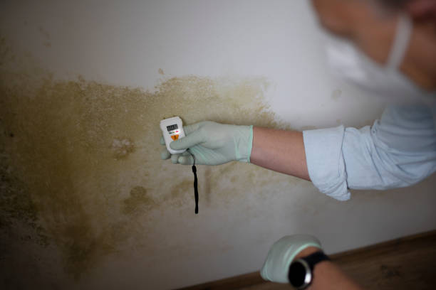 Best Attic Mold Removal  in Hudson Bend, TX