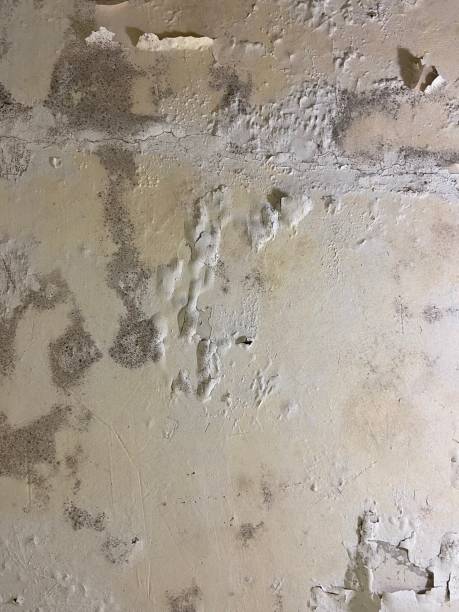 Best Mold Removal Near Me  in Hudson Bend, TX
