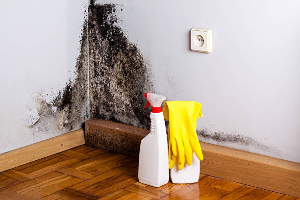 Best Fast Mold Removal  in Hudson Bend, TX