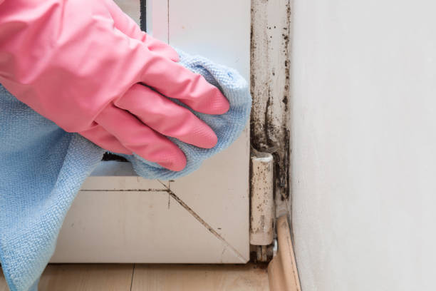 Best Mold Remediation Experts  in Hudson Bend, TX