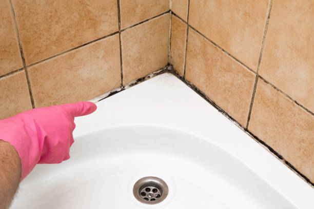 Reliable Hudson Bend, TX Mold Removal Solutions