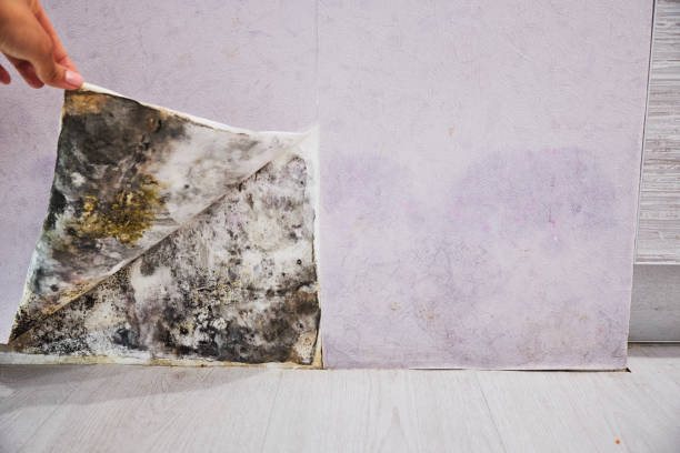 Best Same-Day Mold Removal  in Hudson Bend, TX